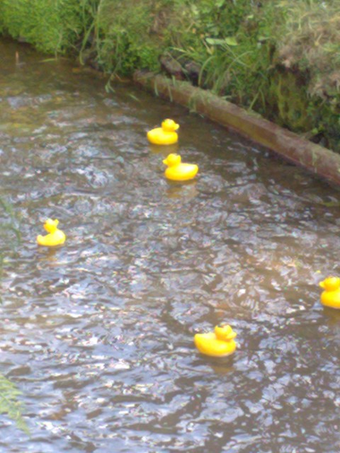 Ducks away! for the first race of 2011 | May 2011